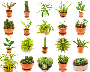 plants collection