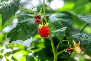 Sweet raspberries on the bush