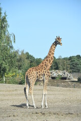 giraffe in the zoo