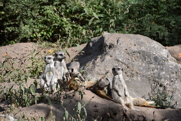 Fototapeta premium meerkat