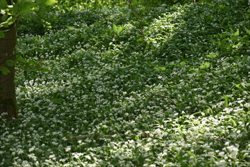 Fototapeta na wymiar WIld Garlic Ramson (Allium ursinum) on forest emerging in the spring time forest. A favorite wild edible that foragers wild harvest