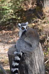 Lemur sitting in the sun