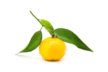 Ripe fresh tangerine on a branch covered with dew drops isolated on white background