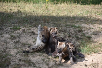 Family of hyena's