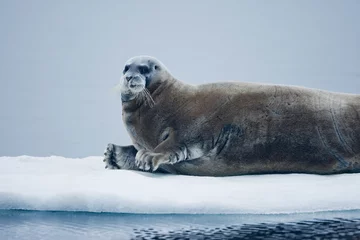 Fotobehang Baardrob Bearded Seal, Nordaustlandet, Svalbard, Norway