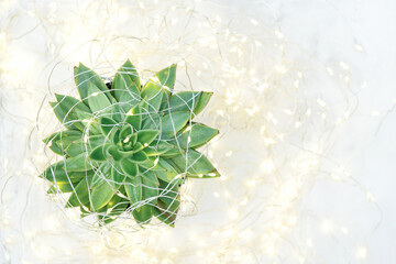 Succulent flower Christmas lights decoration