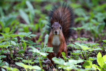 Cute squirrel in autumn colored forest. Beautiful, fast and clever animal.