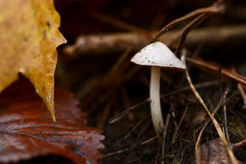 mushroom in autumn forest