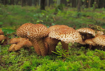 Group of Shaggy scalycap, ot shaggy Pholiota, growing in thw woods