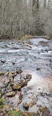 river in the forest