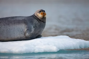 Deurstickers Baardrob Bearded Seal, Svalbard, Norway
