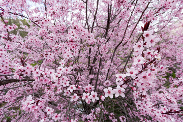 Pleno de flores est&aacute; el cerezo.
