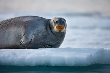 Foto auf Acrylglas Bärtierchen Bearded Seal, Svalbard, Norway