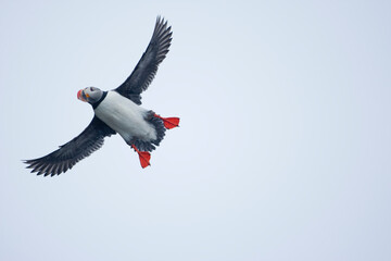 Obraz premium Atlantic Puffin, Svalbard, Norway