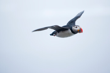 Atlantic Puffin, Svalbard, Norway