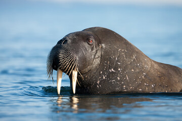Walrus, Svalbard, Norway