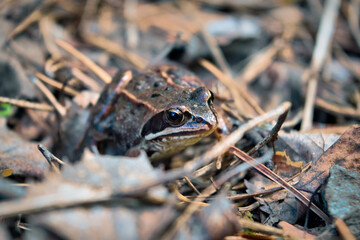 Portrait of an earthen frog in the forest close-up.