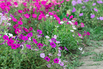 Landscape nature background of beautiful pink Petunia flowers in garden. Selective focus.