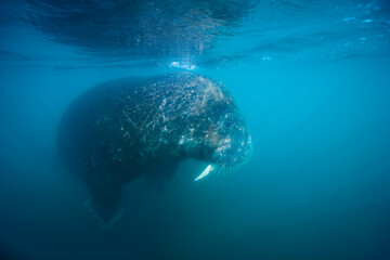 Walrus, Svalbard, Norway