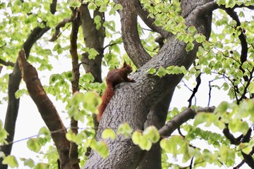 
squirrel in tree