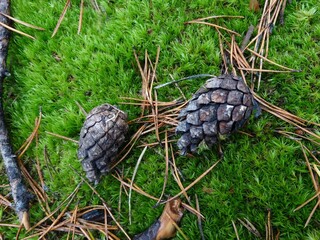 fallen spruce cones on moss