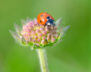 Little ladybug on a flower