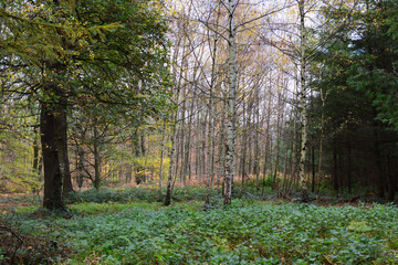 Fototapeta premium wald im herbst, meerbusch, deutschland