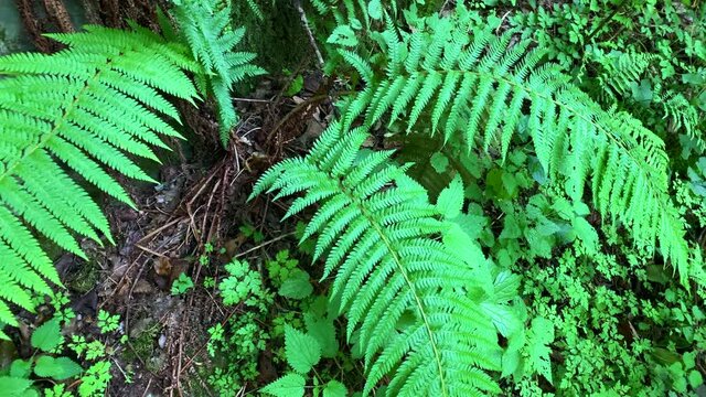 Footage of wild plant (Pteridium aquilinum also known as eagle fern) captured in Trabzon city located in Black Sea region of Turkey. Camera moves forward.