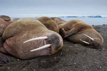 Walrus, Svalbard