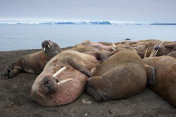 Fototapeta na wymiar Walrus, Svalbard