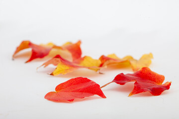 Pile of autumn colored leaves isolated on white background. Red and colorful foliage colors in fall season.