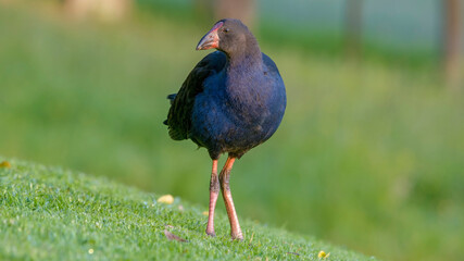 Australasian-swamphen