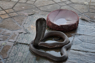 A snake charmer's rearing black cobra in Jemaa el-Fnaa in Marrakech, Morocco