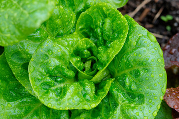 Detail of a fresh green lettuce with rain water drops in an organic garden