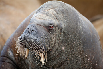 Walrus, Svalbard