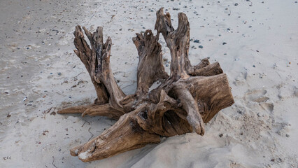 Flotsam on the beach of Graal-Müritz
