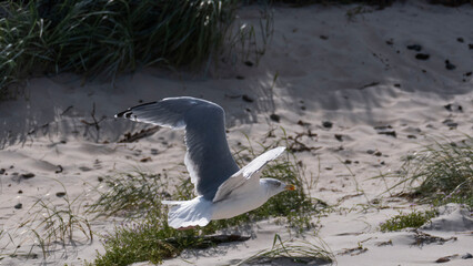 European herring gull flies on the coast over the sandy beach.