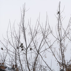 Sparrow birds sit on a linden tree.