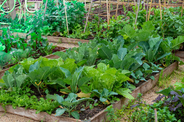 Organic garden with different types of green plants separated