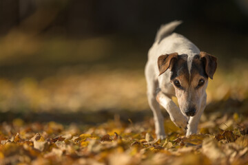 cute little senior Jack Russell Terrier. 14 years old