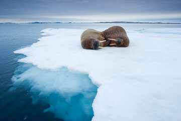Walrus, Svalbard