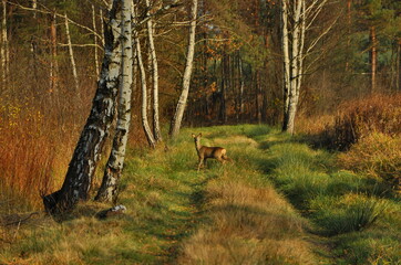 Młoda sarna  © Arkadiusz Miazga