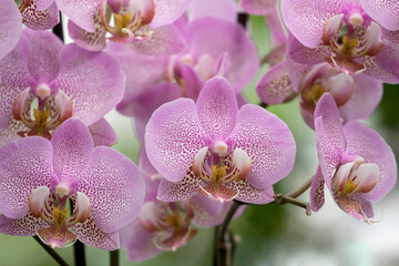 Number of large light purple spotted blooms of tropical moth orchid  (Phalaenopsis) 