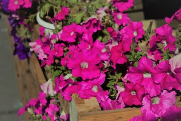 pink flowers in a wooden box