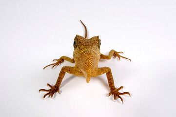 Grüner Nackenstachler (Acanthosaura capra) - Mountain horned dragon