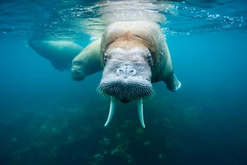 Wall murals Walrus Underwater Walrus, Svalbard