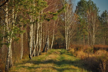 Brzozy  © Arkadiusz Miazga