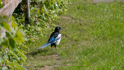 a magpie walks on a green meadow