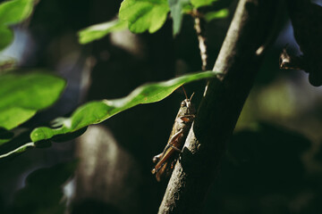 Grasshopper on a leaf at the garden. Nature, bugs and wildlife concept