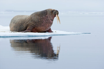 Walrus, Svalbard